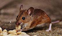 24 Hour & Emergency Exterminators in Washington State Department, WA